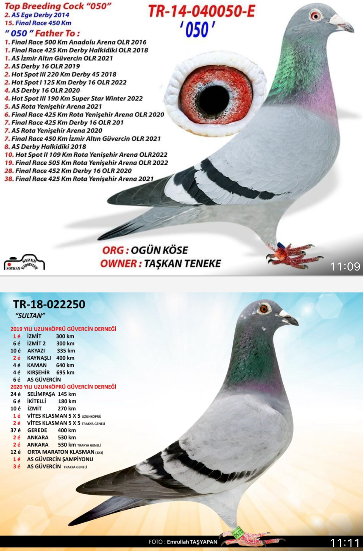 TR19-220243 ERKEK / KENDİSİ FİNAL 6 YAVRUSU JAMES BOND 3 KUPALI 