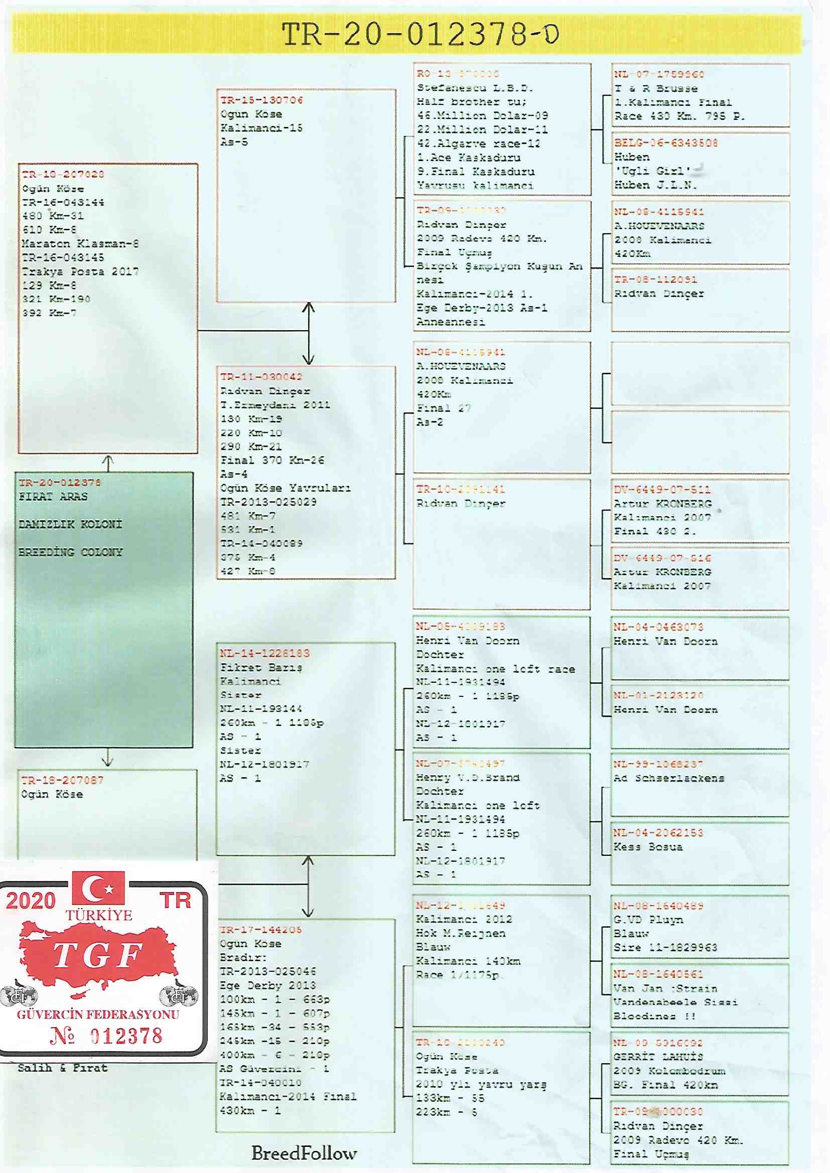 TR20-012378 DİŞİ / OGÜN KÖSE % 100