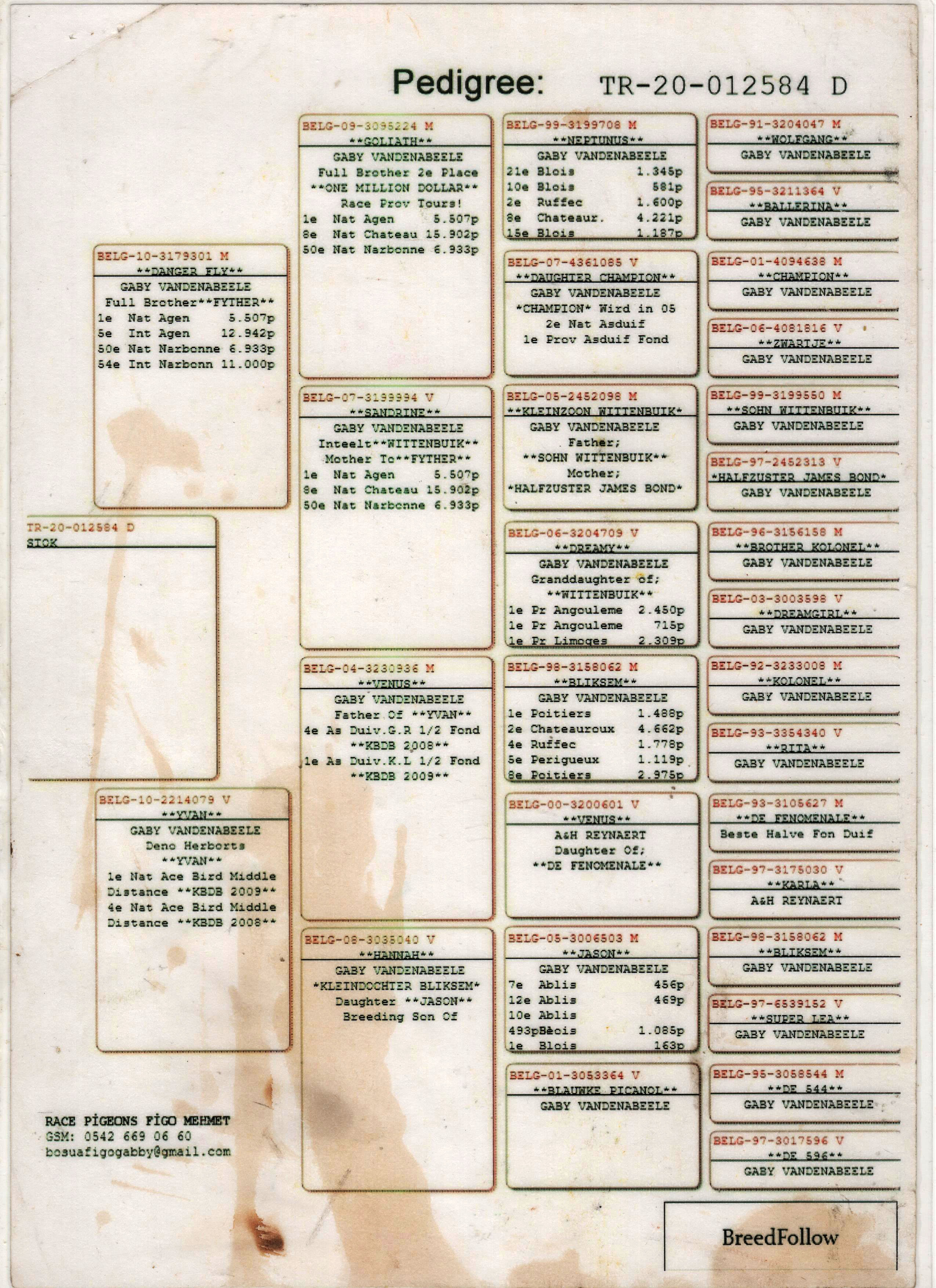 TR20-012584 DİŞİ / GABY VANDENABEELE % 100