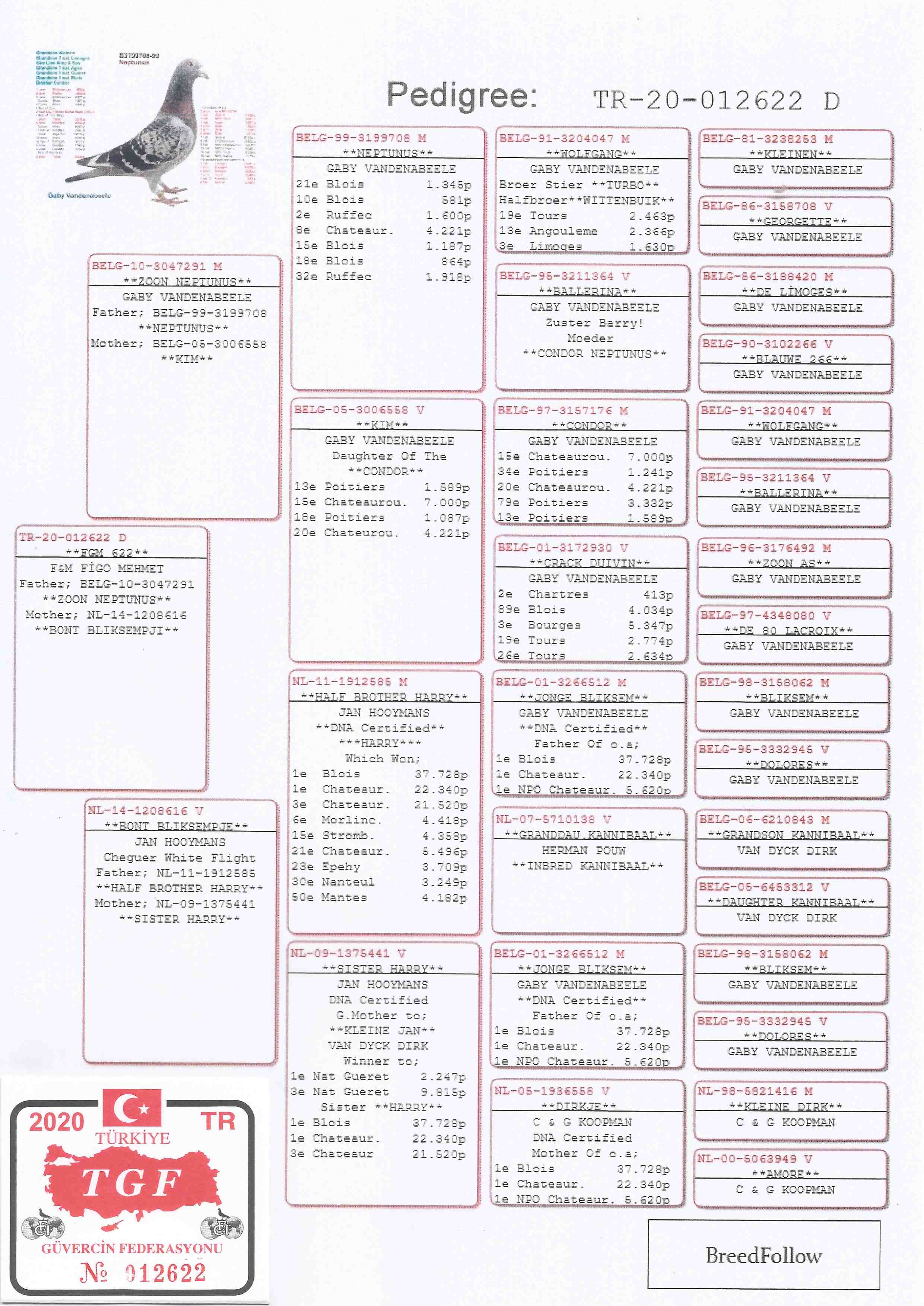 TR20-012622 DİŞİ /  BABASI ORJ GABY  -  ANNESİ  JAN HOOYMANS