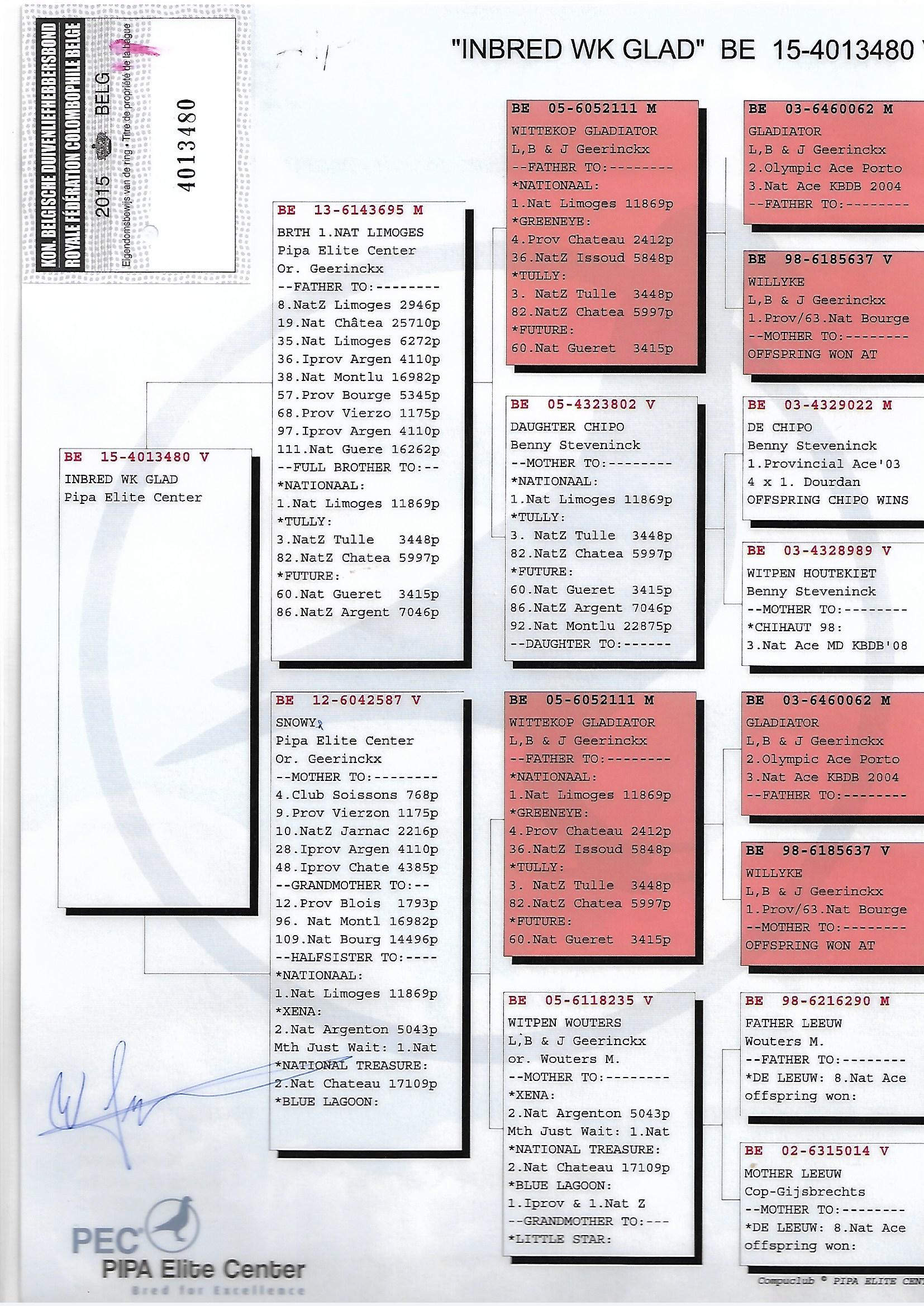 TR20-012632 DİŞİ / 2 ORJ PİPA ELİTE CENTER - L.B.&J. GEERINCKX % 100