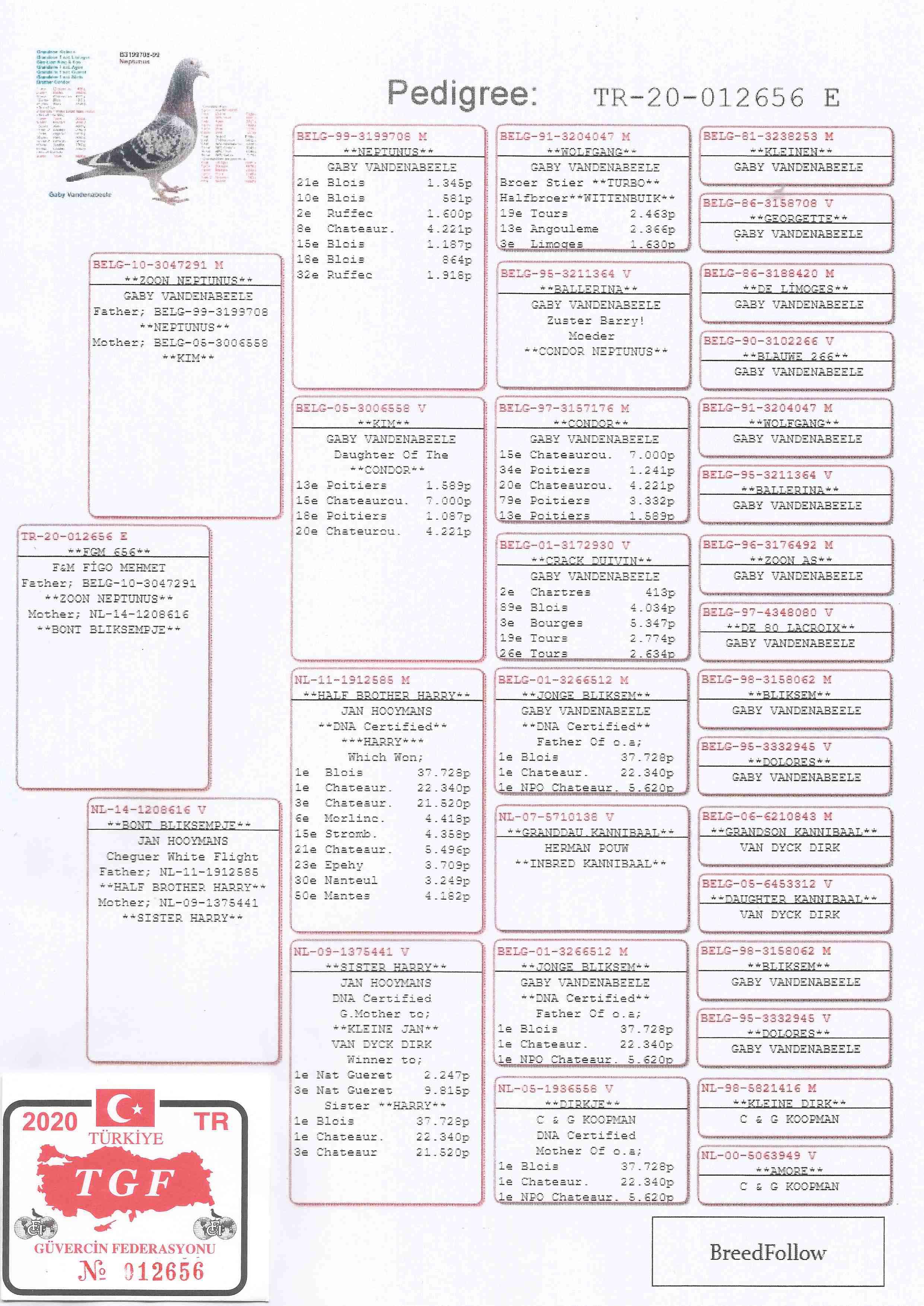 TR20-012656 ERKEK / BABASI ORJ GABY -  ANNESİ ORJ JAN HOOYMANS