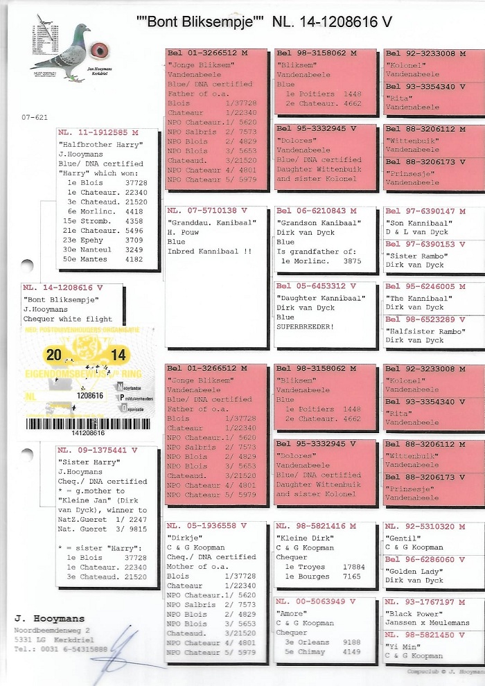 TR20-012708 ERKEK / DRAPAA -  BABADAN KARDEŞİ 6. ACE PİGEON OLR KALIMANCI 2020