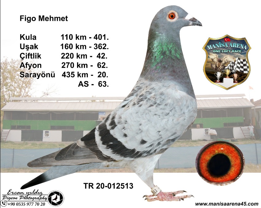 TR20-012775 ERKEK / VAN DYCK - REYNAERT / KARDEŞİ FİNAL 20. MANİSA 45 KARDEŞİ 1. YARIFİNAL 270 KM