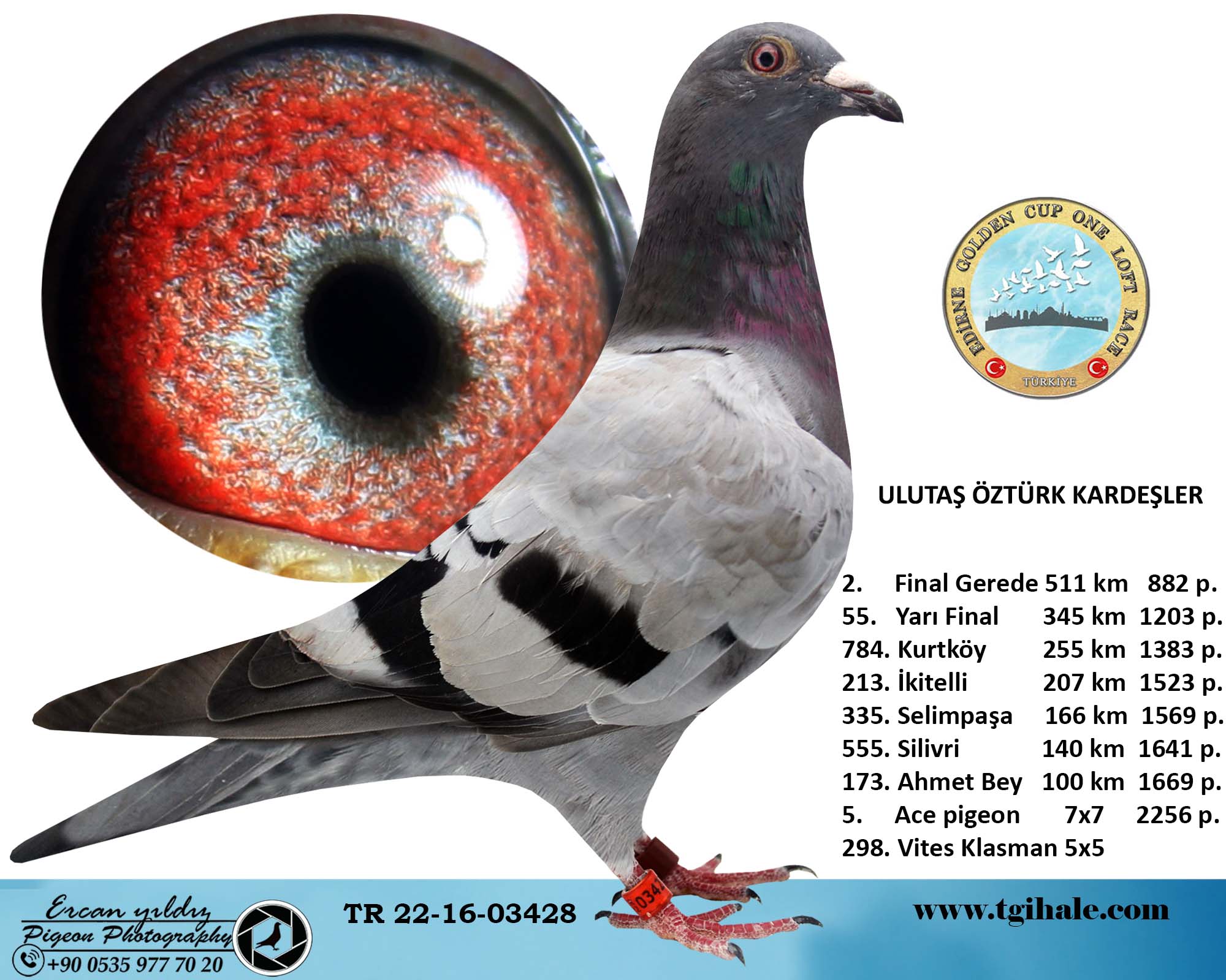 TR20-017144 ERKEK / SABLON - GABY  - YAVRUSU 2.FINAL 511 KM EDIRNE GOLDEN CUP