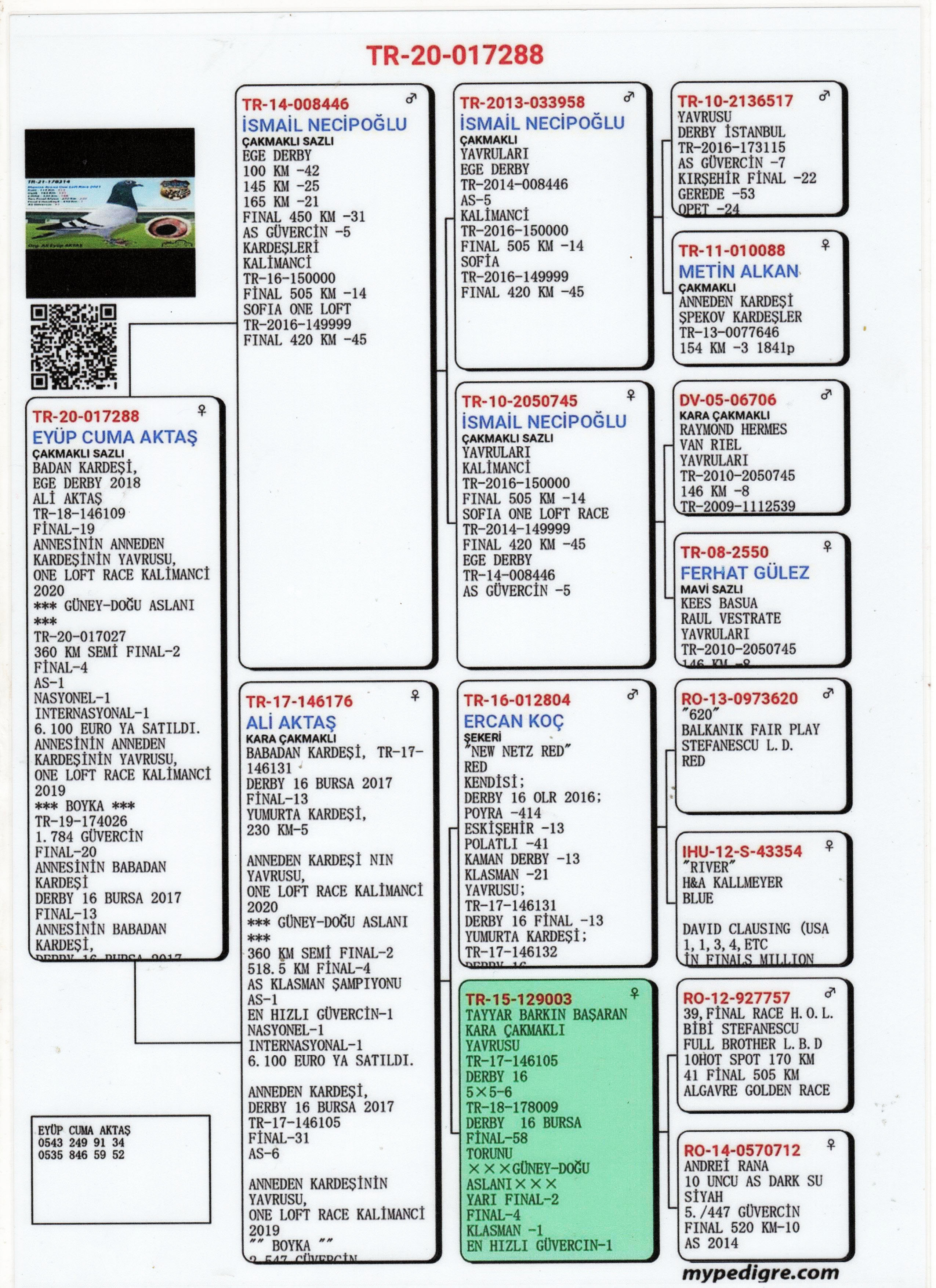 TR20-017288 DİŞİ / BABADAN KARDEŞİ 19 FİNAL EGE DERBY