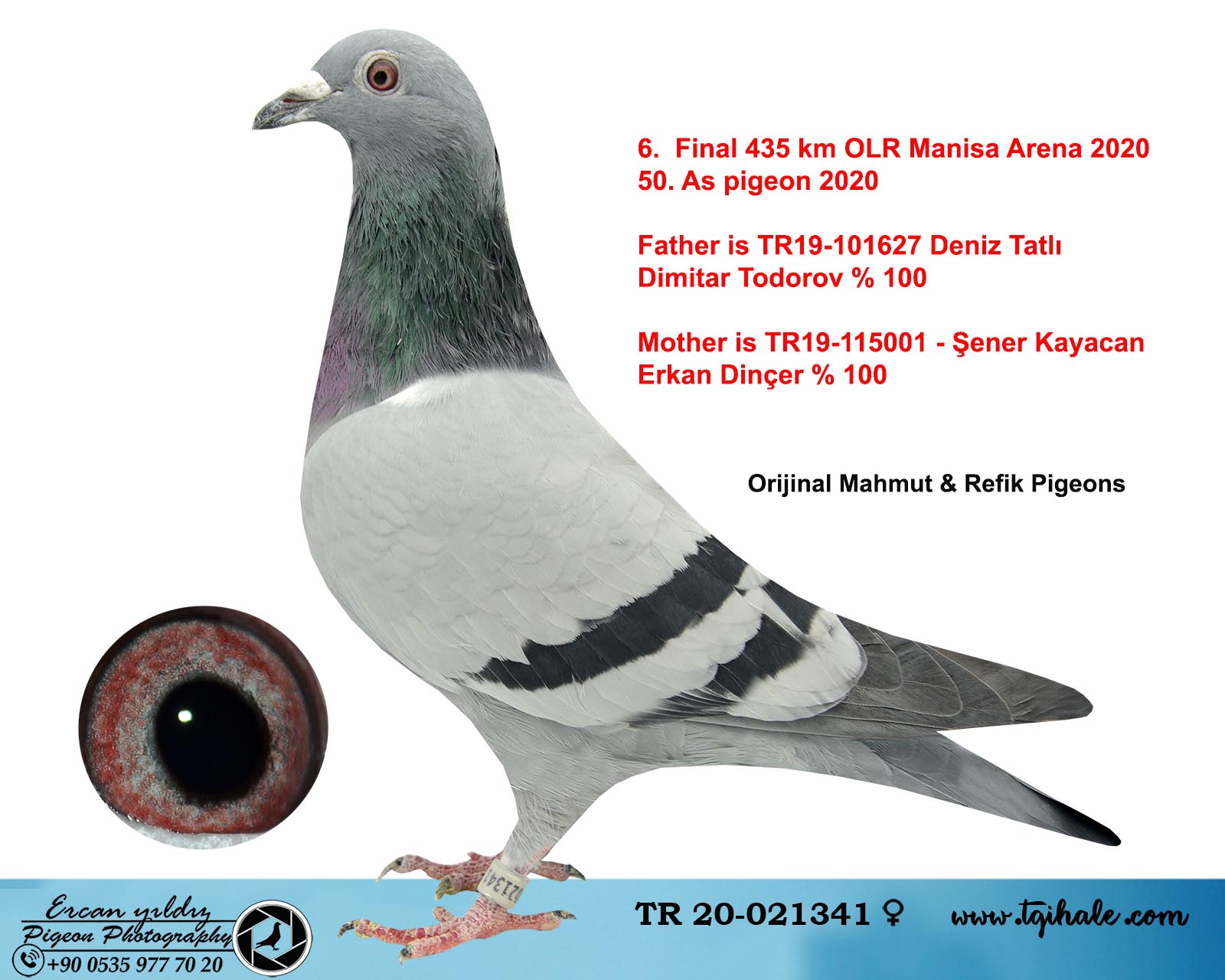 TR20-021341 DİŞİ / ORJ MAHMUT & REFIK PIGEONS