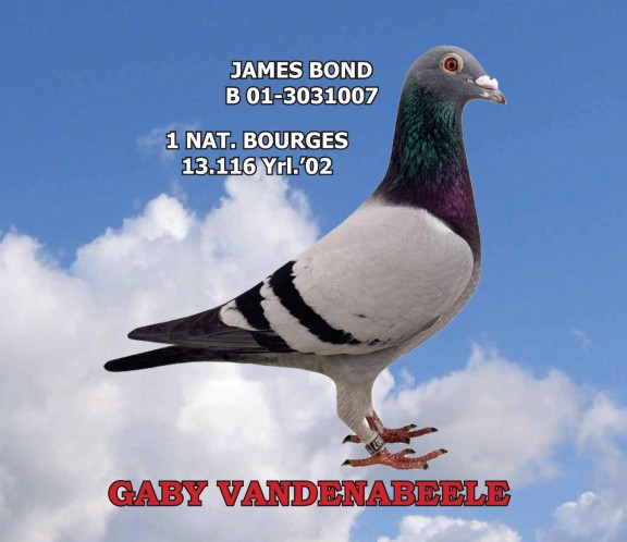 TR20-025662 DİŞİ / GABY VANDENABEELE % 100