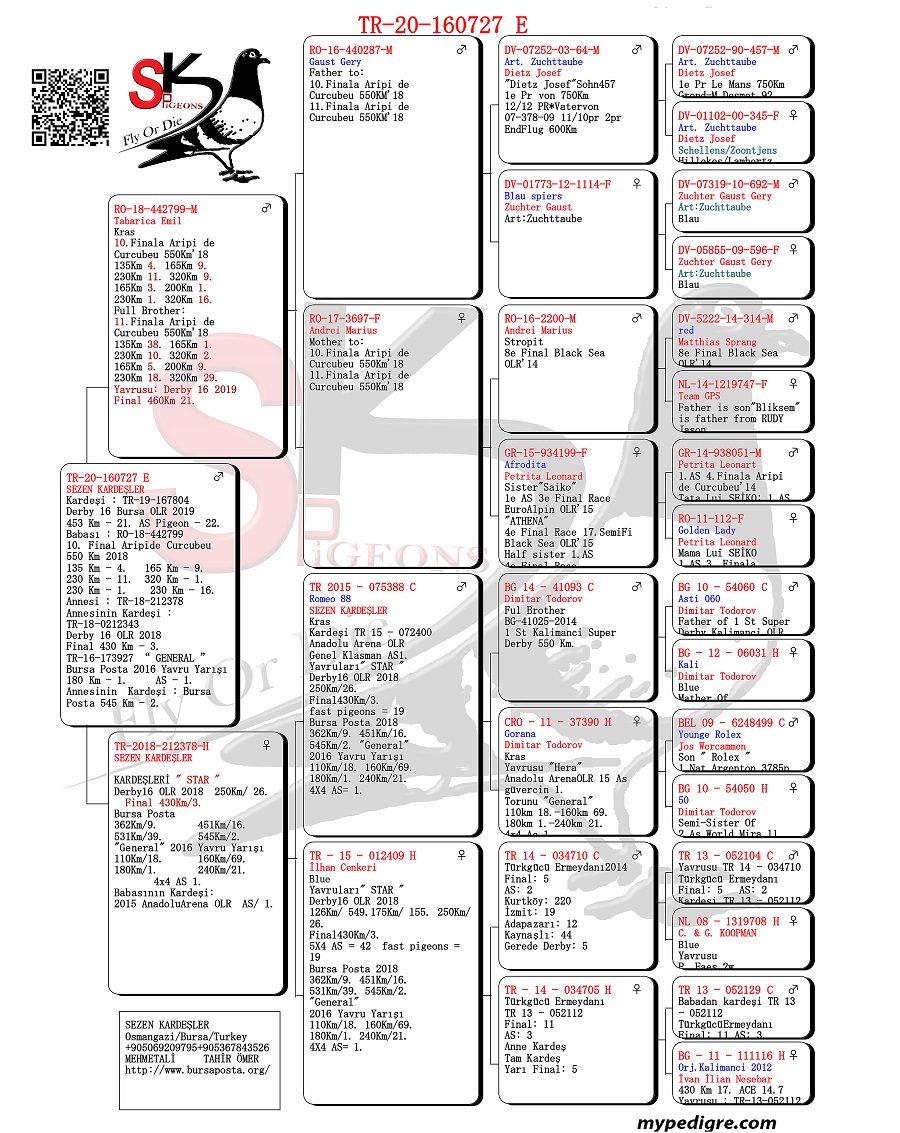 TR20-160727 ERKEK / KARDEŞİ 21. FİNAL DERBY 16 453 KM AS PİGEON 22.