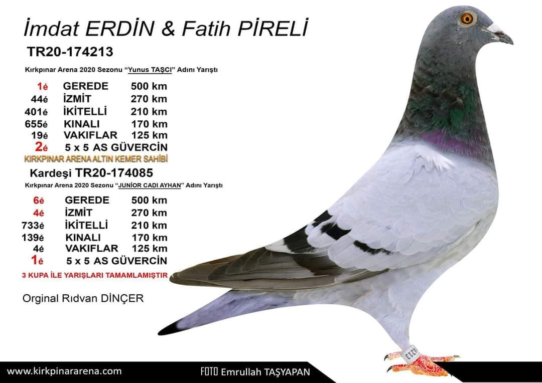 TR20-174085 DİŞİ / 1 AS G&Uuml;VERCİN KIRKPINAR ARENA & 6 FİNAL 500 KM KIRKPINAR