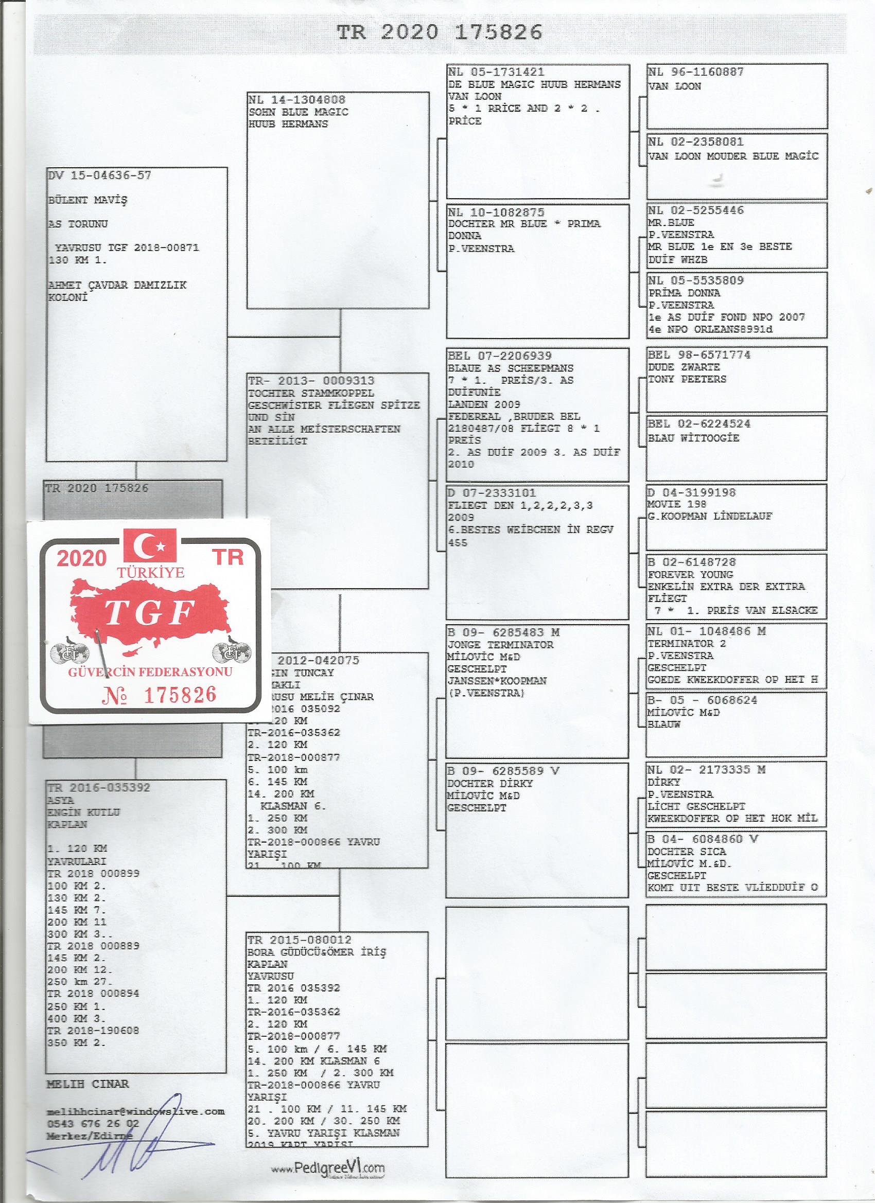 TR20-175826 DİŞİ/  BABASI BÜLENT MAVİŞ - HUUB HERMAN BLAUE AS