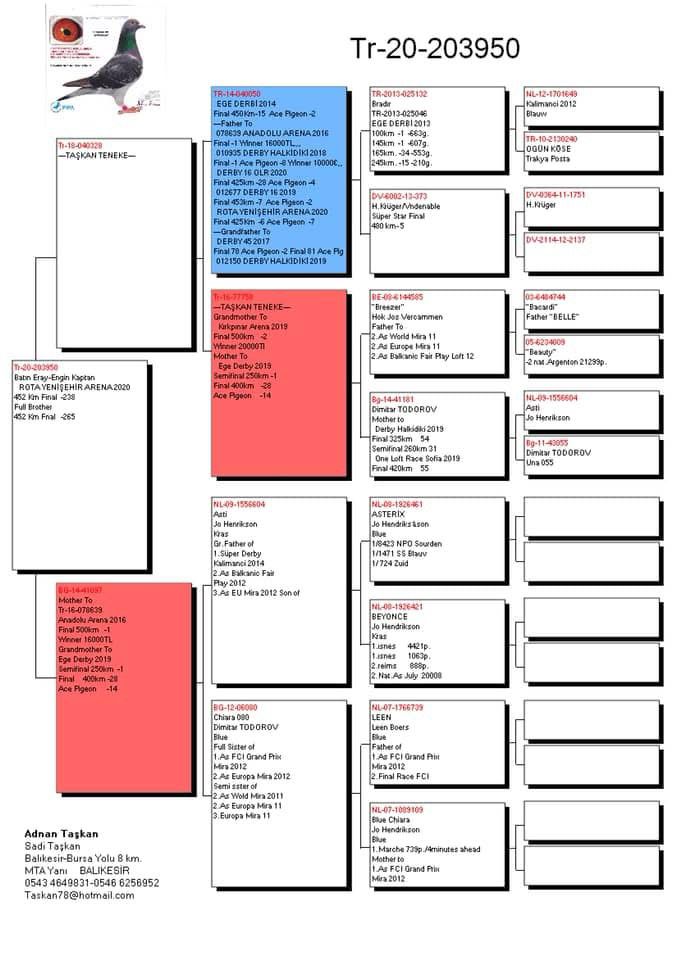 TR20-203950 ERKEK / KENDİSİ YARIŞMIŞ DİREK 050 TORUNU TAŞKAN TENEKE
