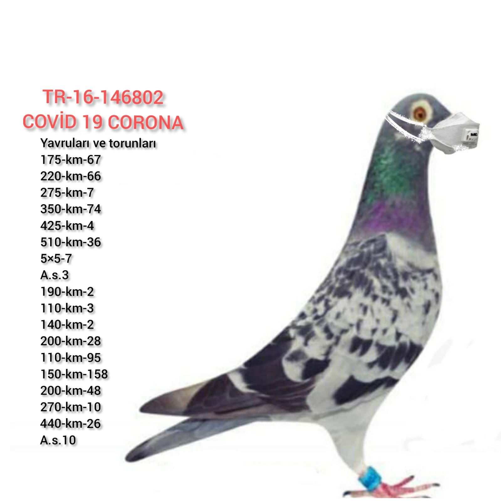 TR20-224337 ERKEK /  TAM KARDESİ  3. KULA 110 KM   - 2. UŞAK 140 KM 