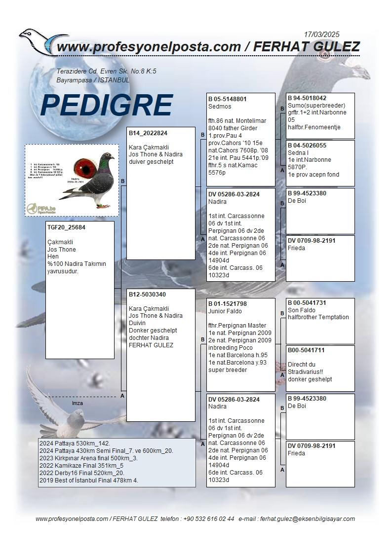 TR20-25684 DİŞİ / INBREED NADIRA 