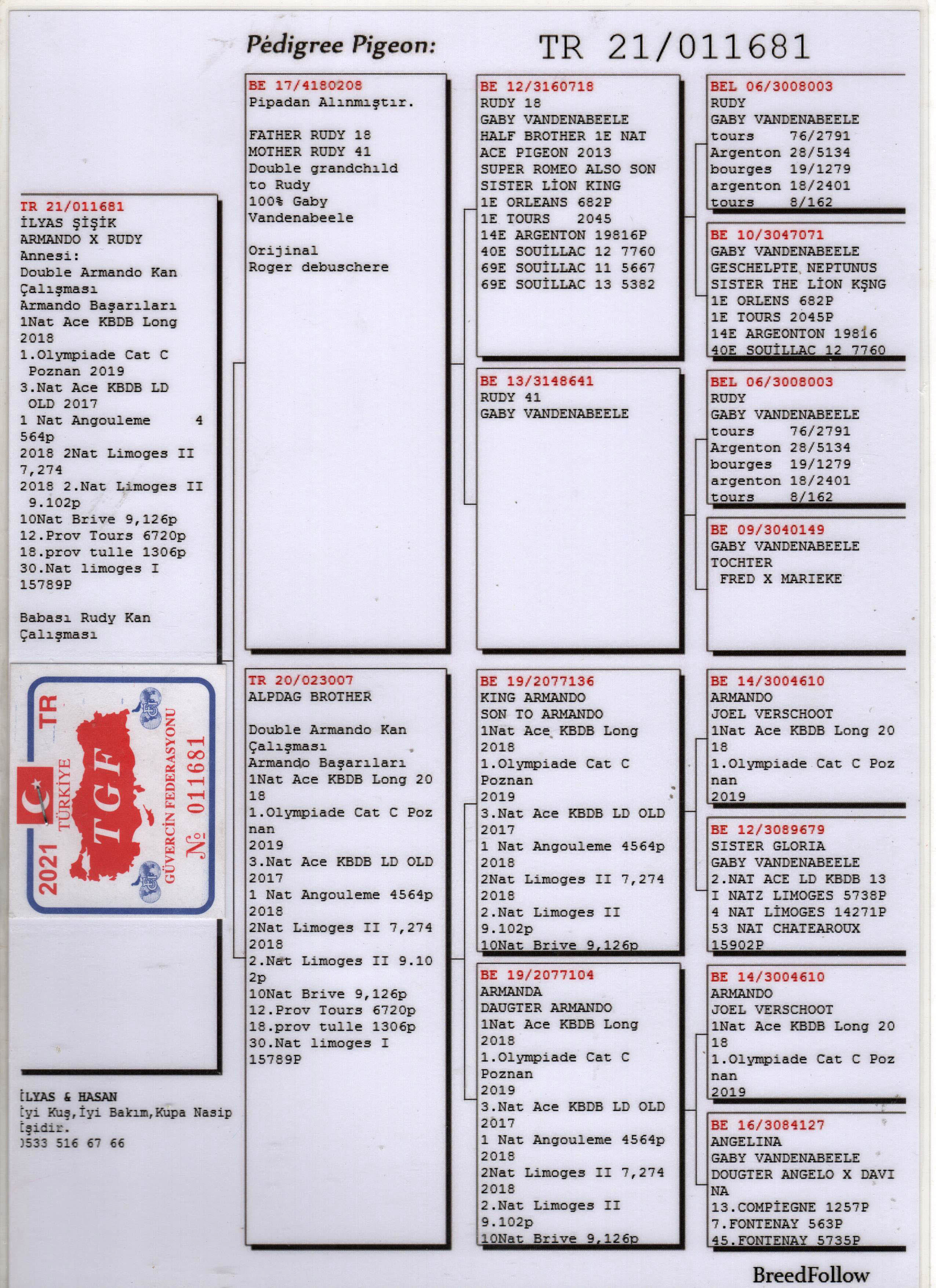 TR21-011681 DİŞİ / BABASI DOUBLE RUDY ANNESİ DOUBLE ARMANDO