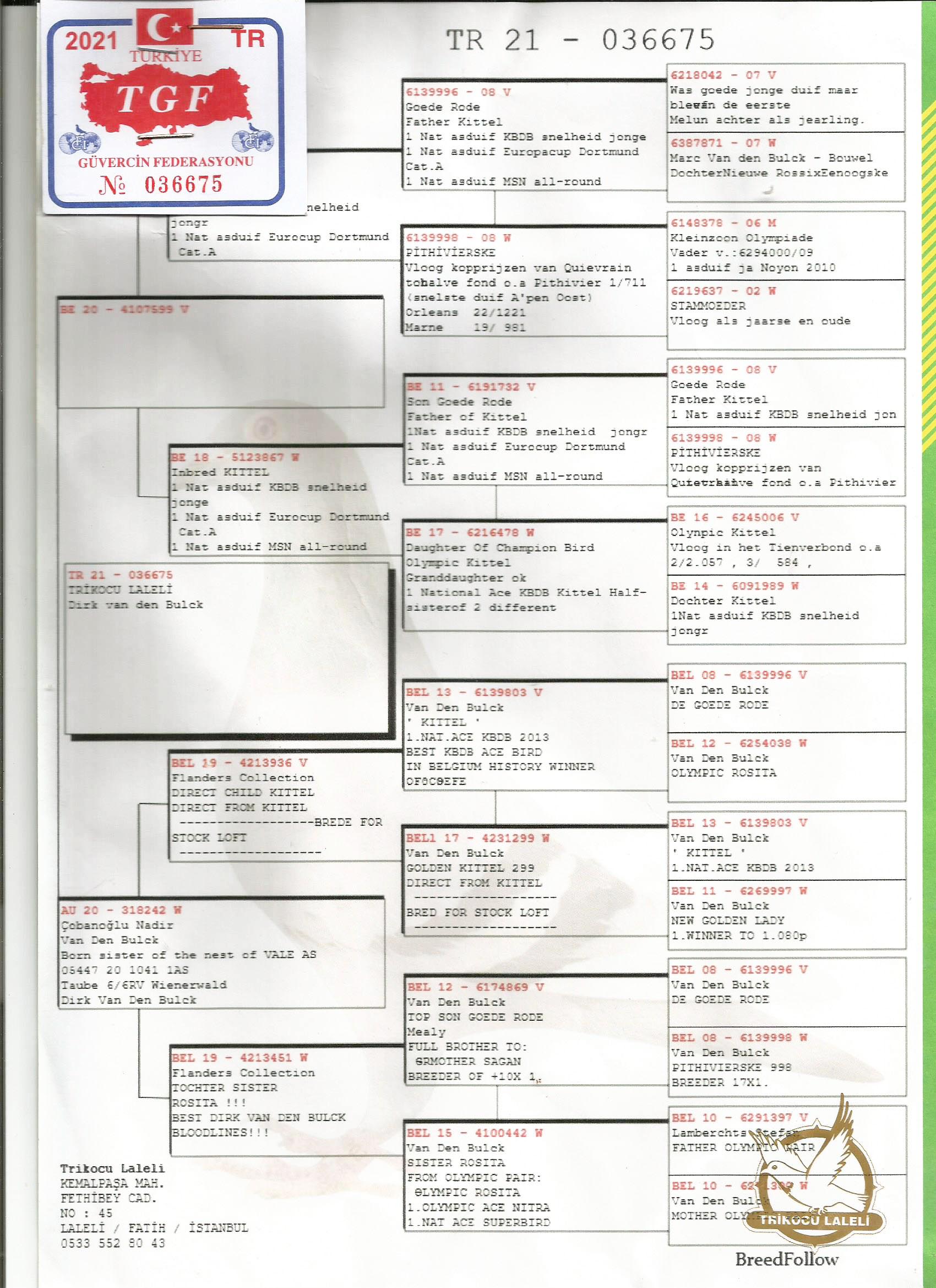 TR21-036675 DİŞİ /  DİRK VAN DE BLUCK ( INBREED KITTEL )