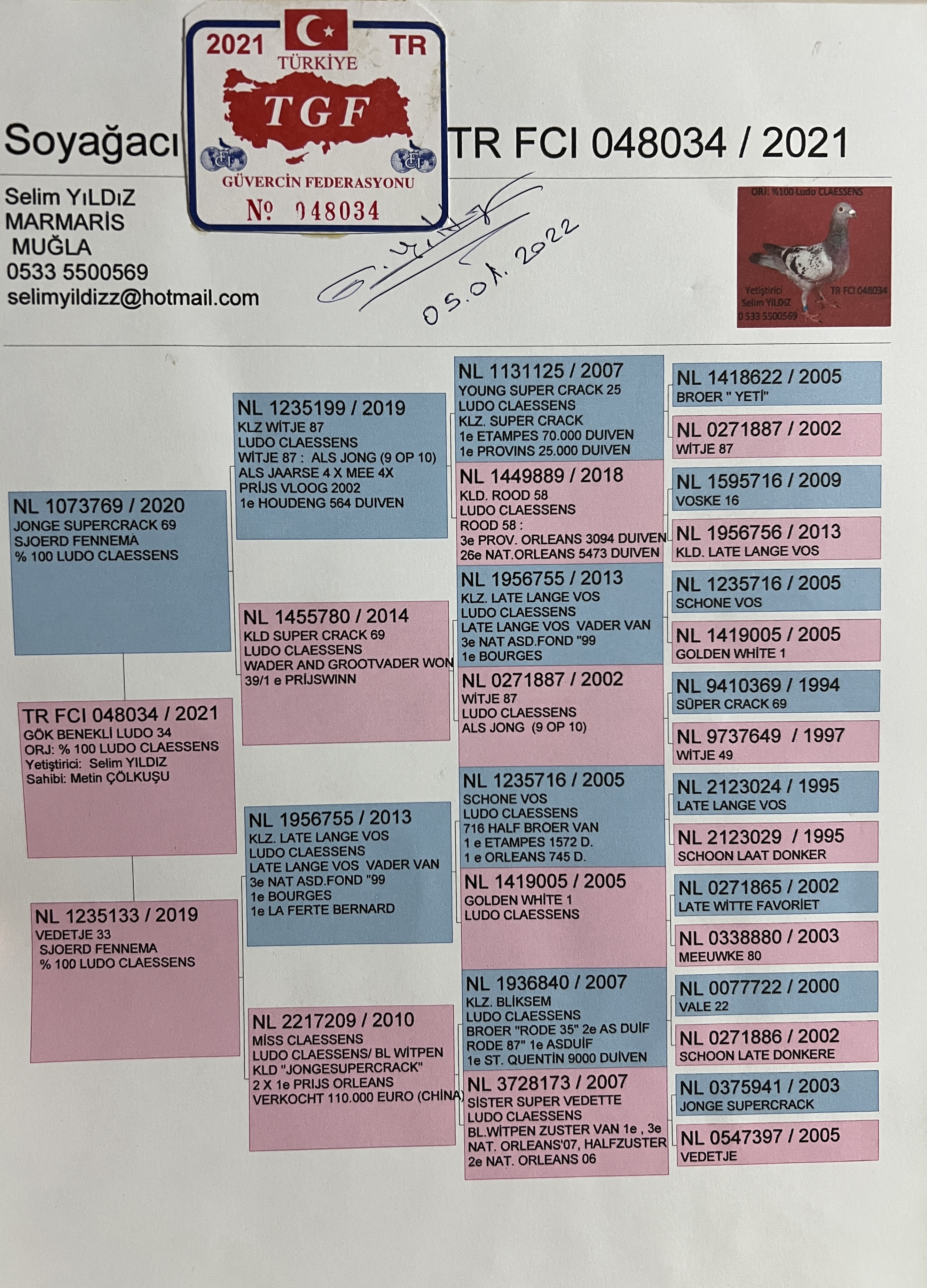 TR21-048034 DİŞİ / LUDO CLAESSENS % 100