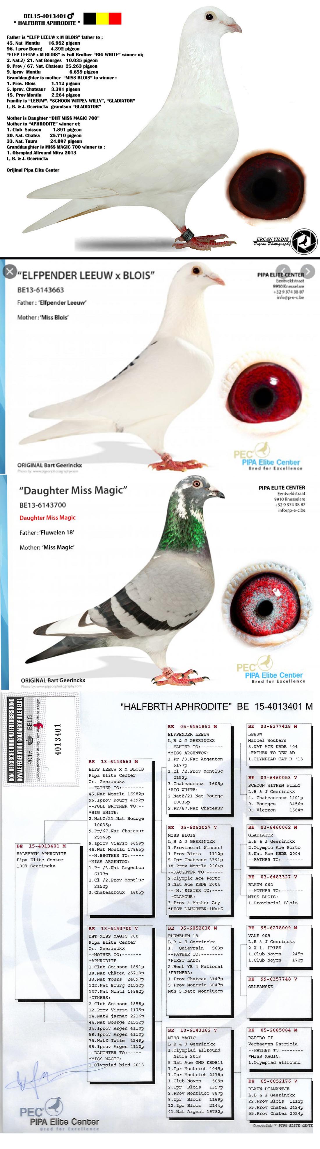 TR21-059798 DİŞİ / PİPA ELİTE CENTER % 100