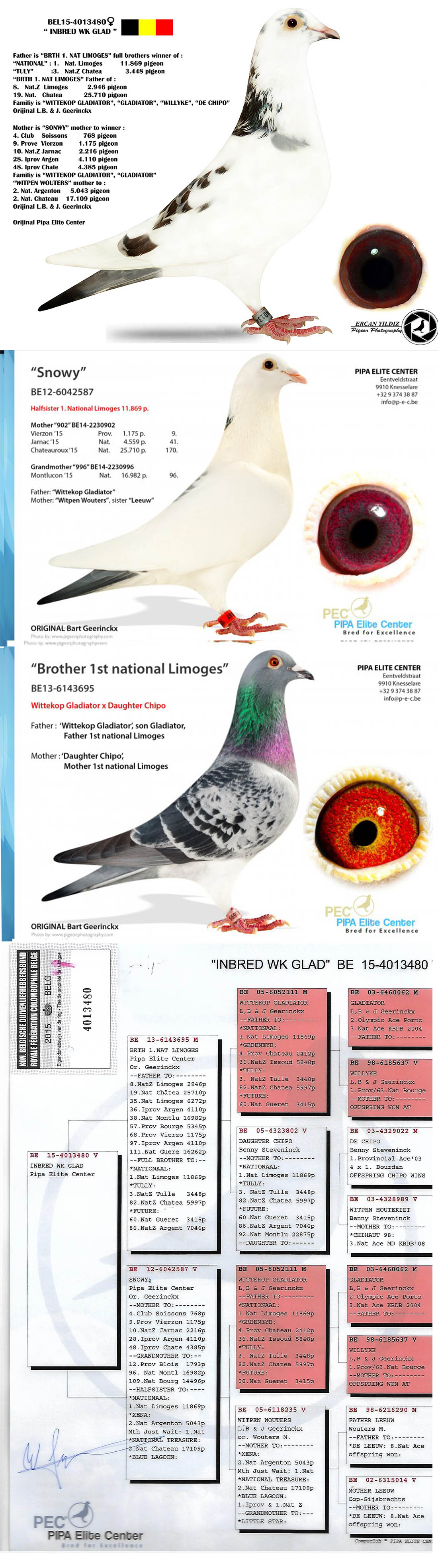 TR21-059798 DİŞİ / PİPA ELİTE CENTER % 100