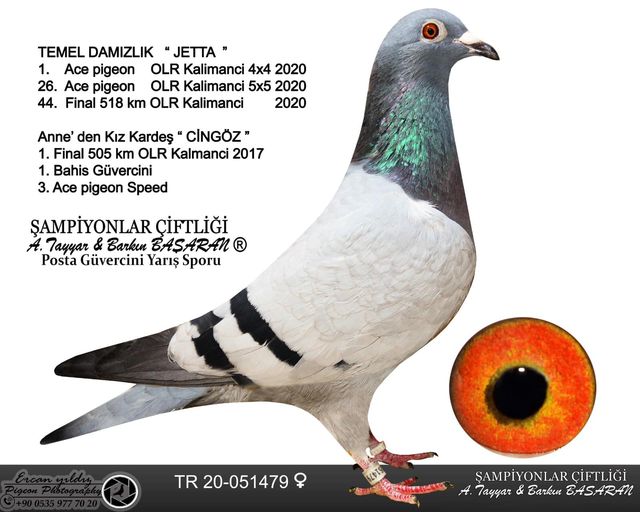 TR21-059804 ERKEK  / BABADAN KARDEŞİ JETTA 1. ACE PİGEON 4X4 KALİMAMCİ