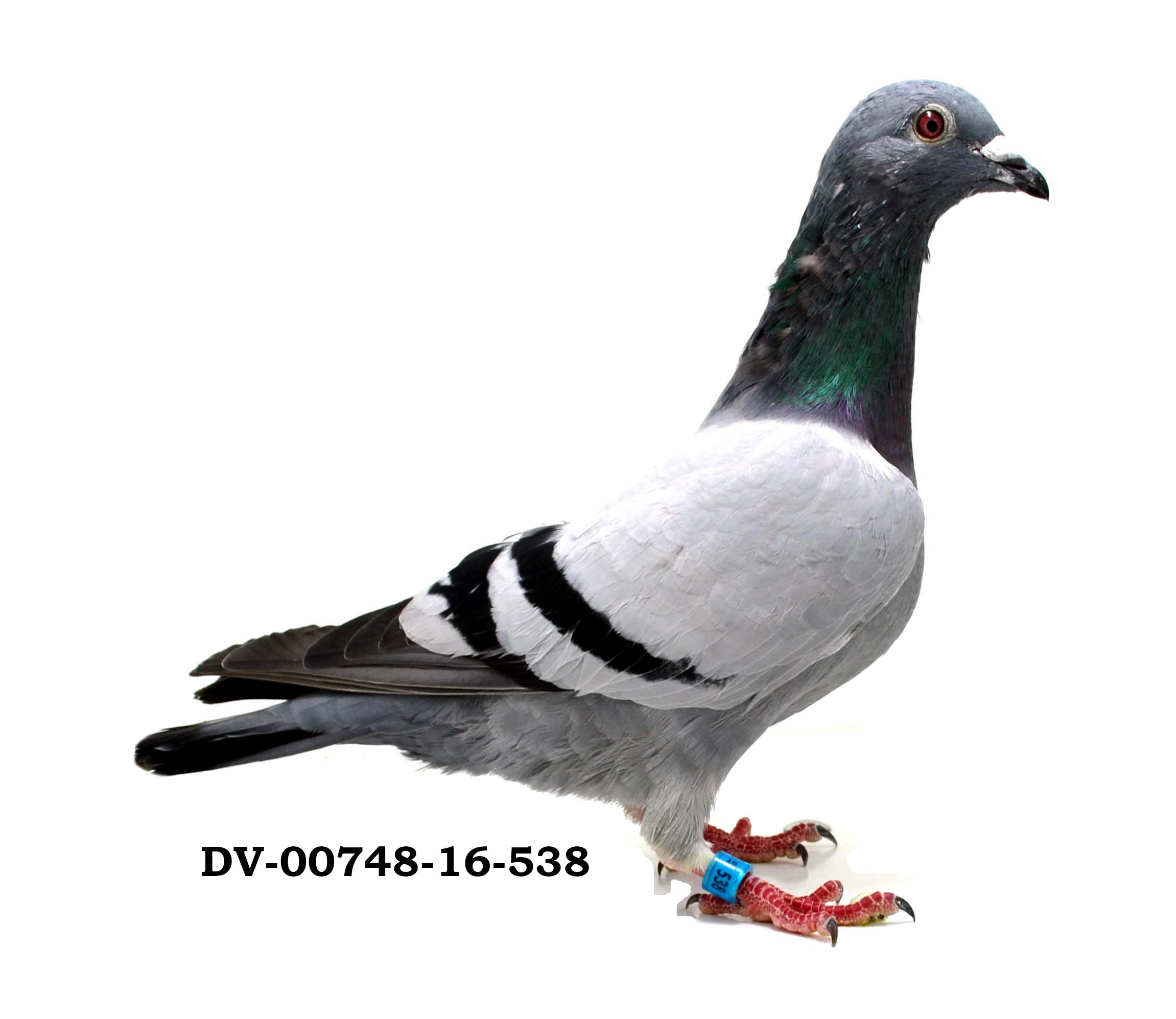 TR21-059909 ERKEK / BABADAN KARDEŞ 23. FİNAL 505 KM ANNESİNİN TAM KARDEŞİ 2. FİNAL 460 KM