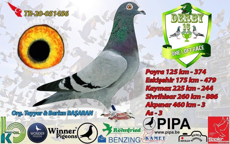 TR21-059926 DİŞİ / TAM KARDEŞİ - 3.  FİNAL OLR DERBY 16  2020 ANNESİ CİNGÖZ