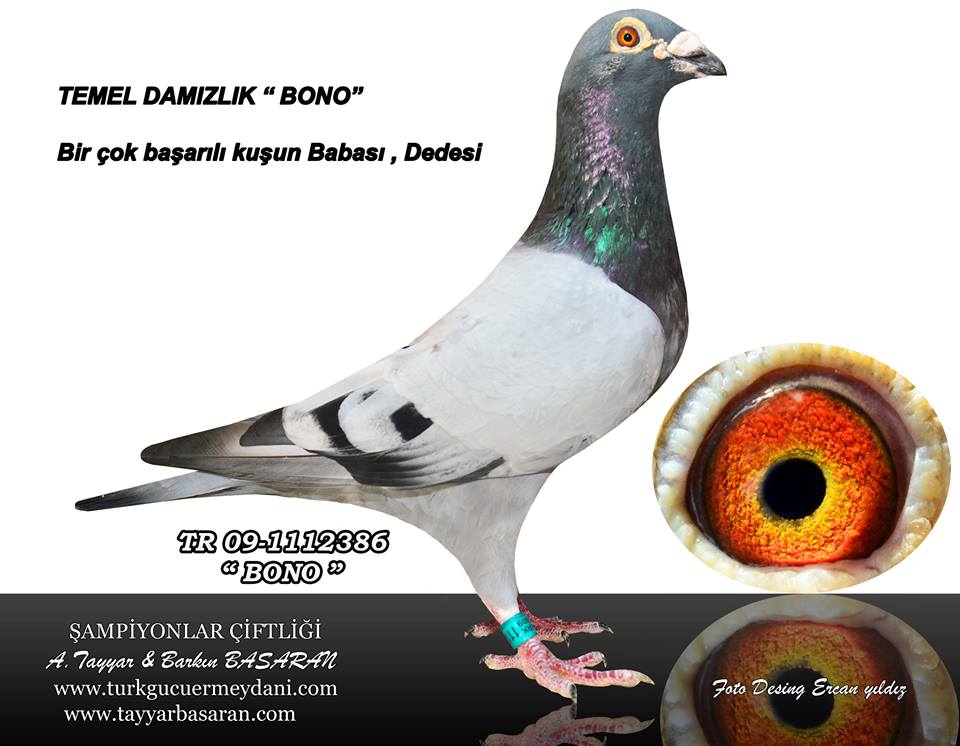 TR21-059946 ERKEK / DEDESİ  46 FİNAL 450 KM OLR EGE DERBY