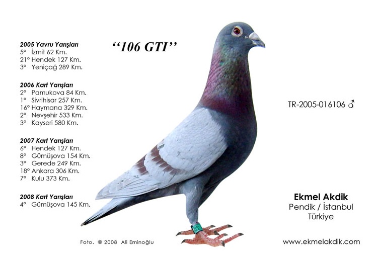 TR21-059952 DİŞİ / BABASI 3 AS KLASMAN 2015
