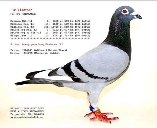 TR21-059981 DİŞİ /  BABASININ TAM KARDEŞİ 8. FİNAL SÜPERSTAR  3 AS SÜPERSTAR