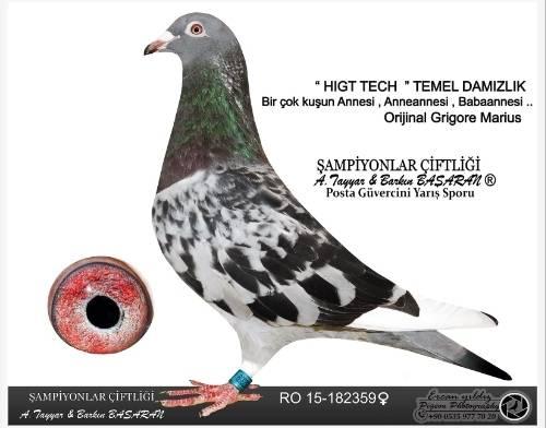 TR21-059981 DİŞİ /  BABASININ TAM KARDEŞİ 8. FİNAL SÜPERSTAR  3 AS SÜPERSTAR