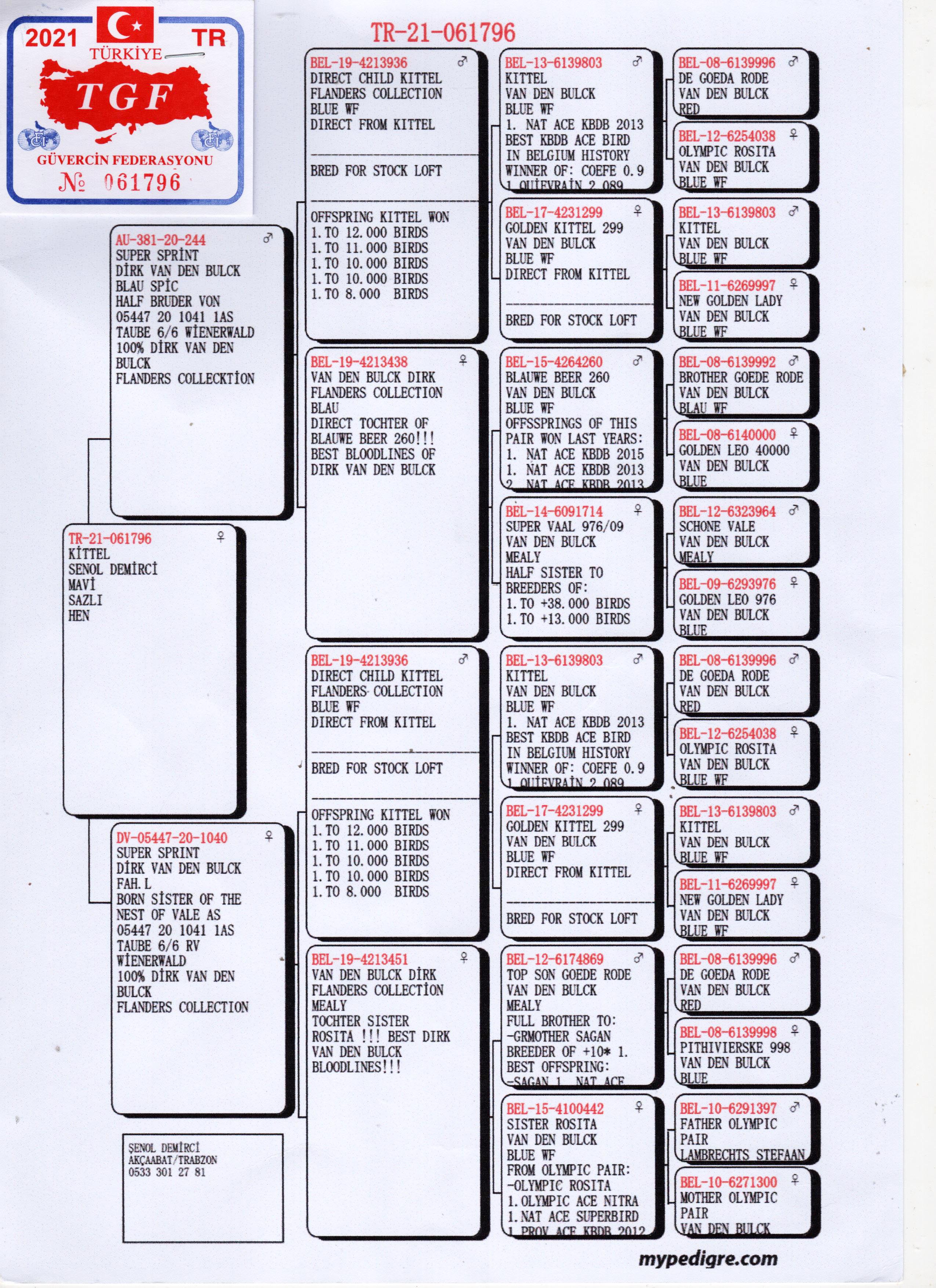 TR21-061796 DİŞİ / DİRK VAN DE BLUCK % 