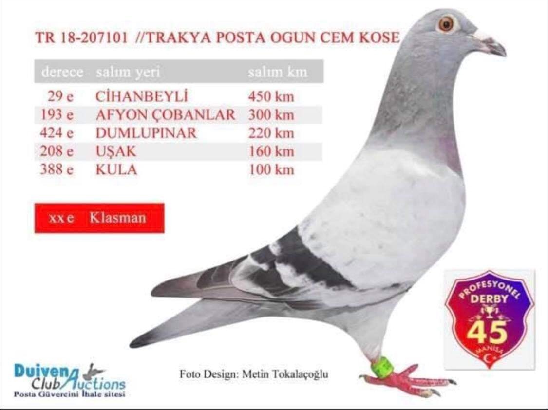 TR21-061923 / MEHMET KILINC  - 27. FİNAL  477 KM  -  15. AS GÜVERCİN