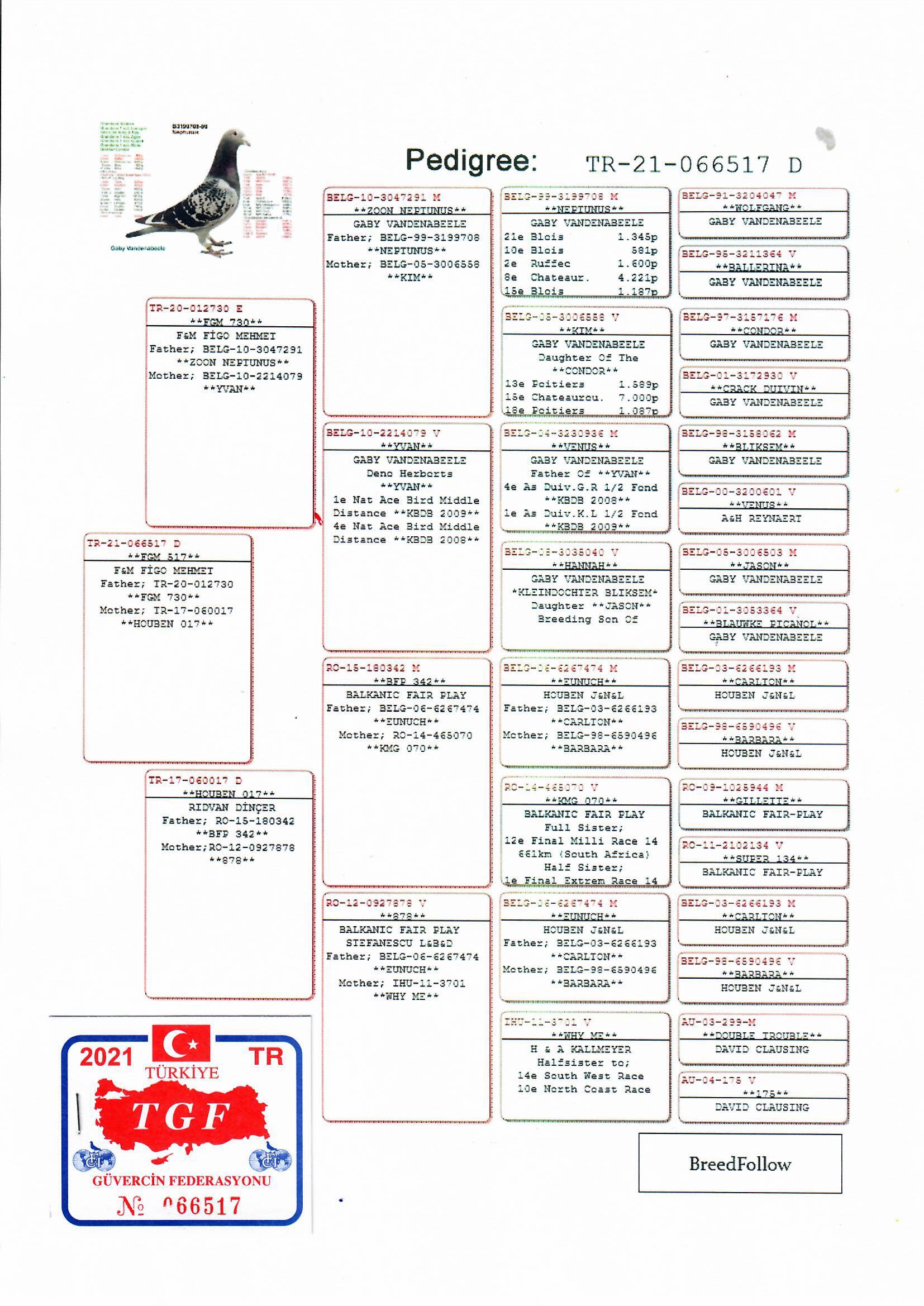 TR21-066517 DİŞİ / BABASI GABY VANDENABEELE % 100 ANNESİ HOUBEN KALIMEYER