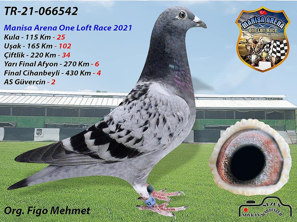 TR21-066542 DİŞİ / KENDİSİ 4. FİNAL 430 KM  - 2. ACE PİGEON - 6. SEMİ FİNAL