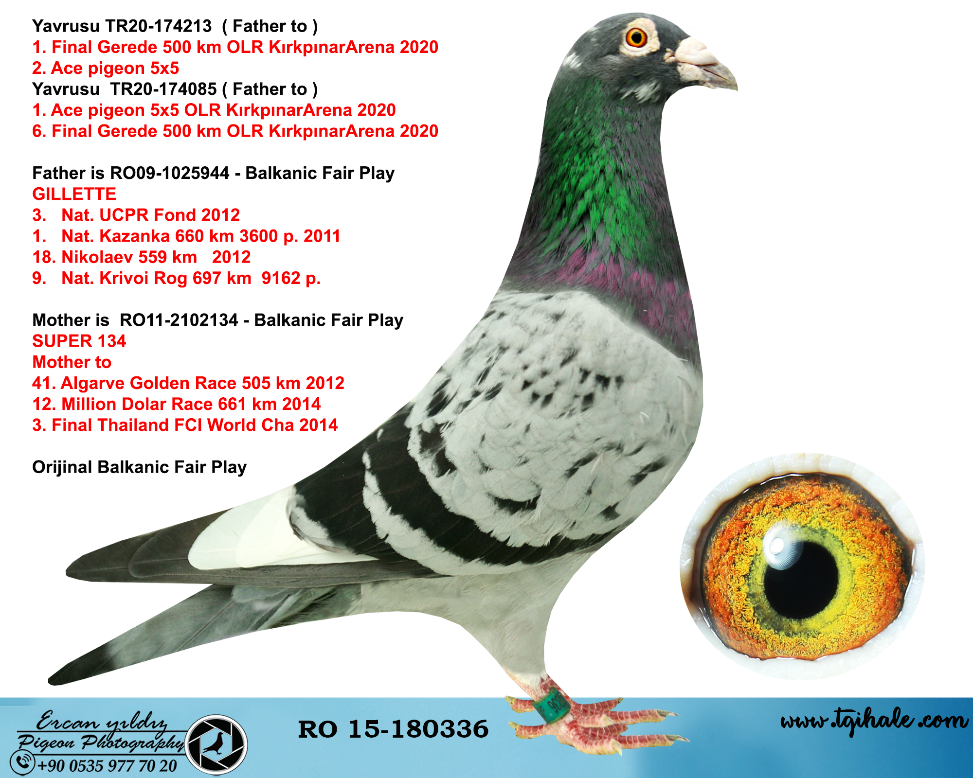 TR21-066590 ERKEK / DİREK KARDEŞİ 1. FİNAL 500 KM GEREDE & 1. ACE PIGEON