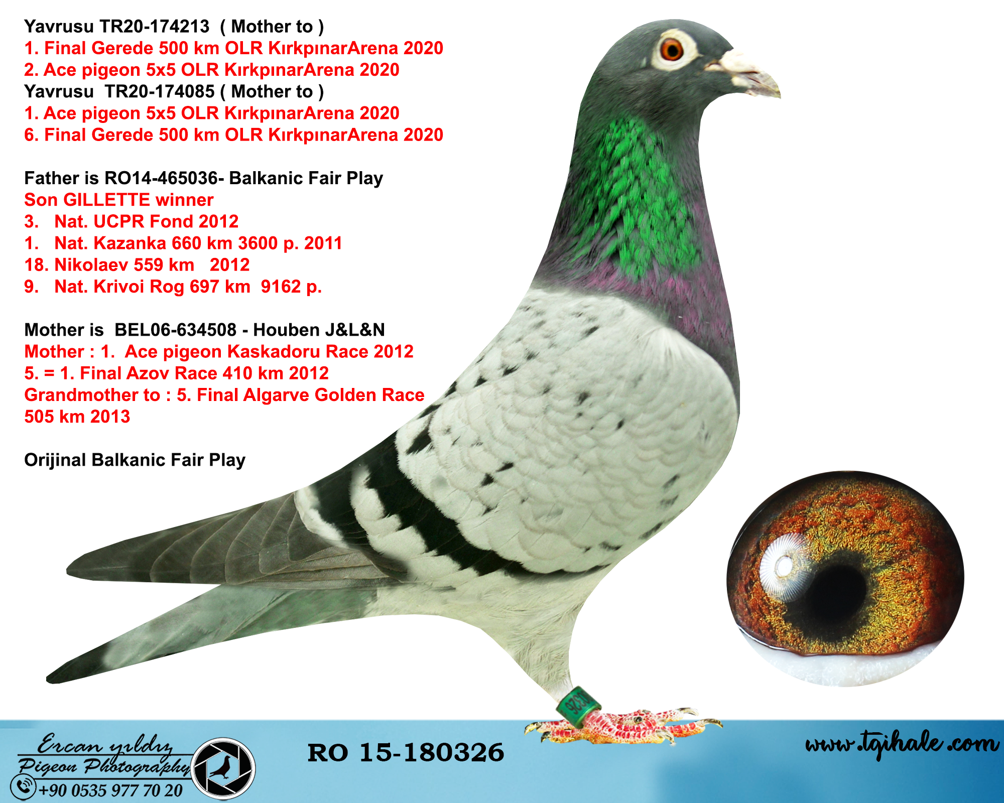 TR21-066590 ERKEK / DİREK KARDEŞİ 1. FİNAL 500 KM GEREDE & 1. ACE PIGEON