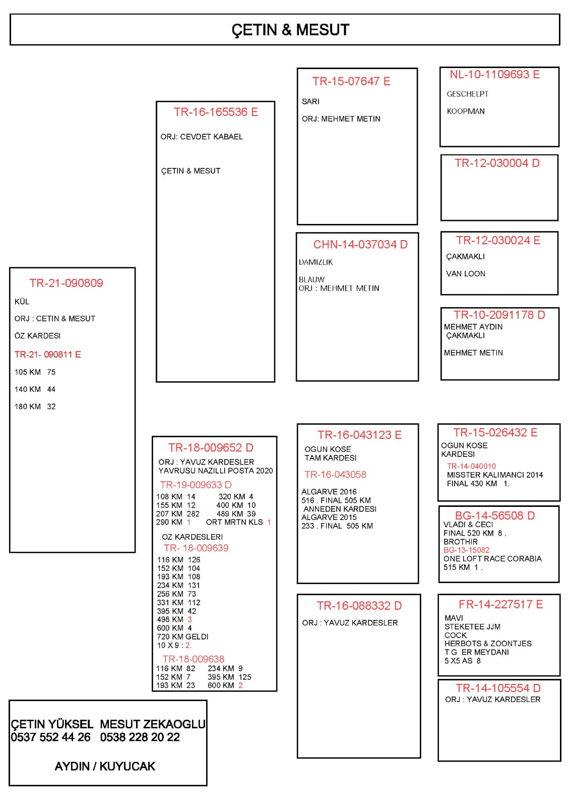 TR21-090709 DİŞİ / BABASI KOOPMAN VAN LOON