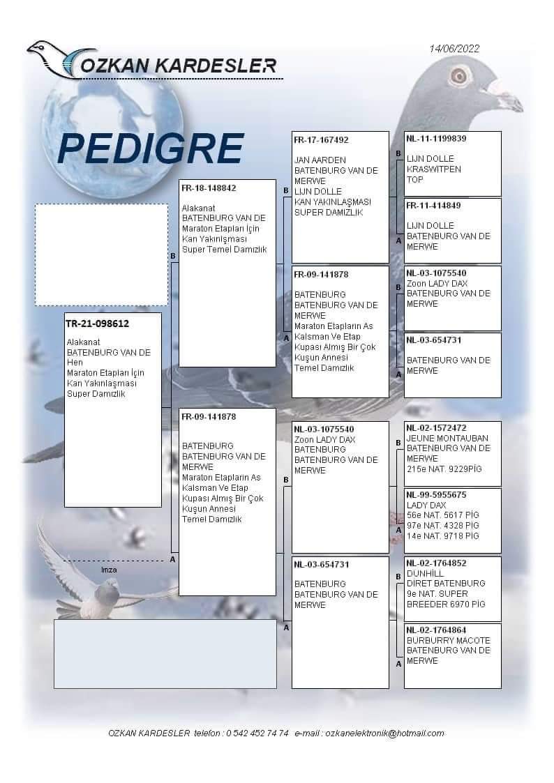 TR21-098612 DİŞİ / BATENBURG MERVE