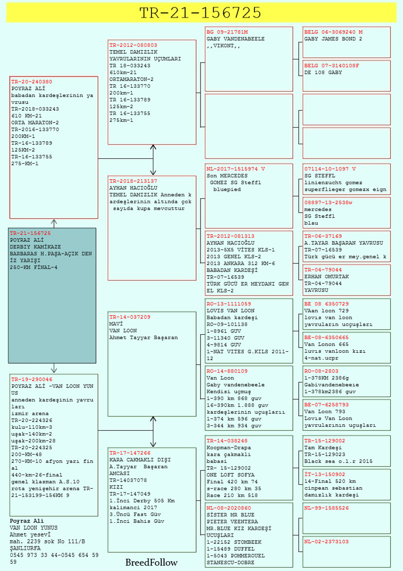 TR21-156725 / ALİ POYRAZ  -  4. FİNAL   250 KM  