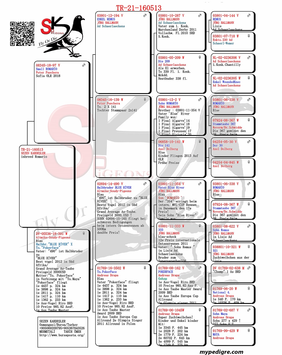 TR21-160513 ERKEK /  INBREED ROMARIO 