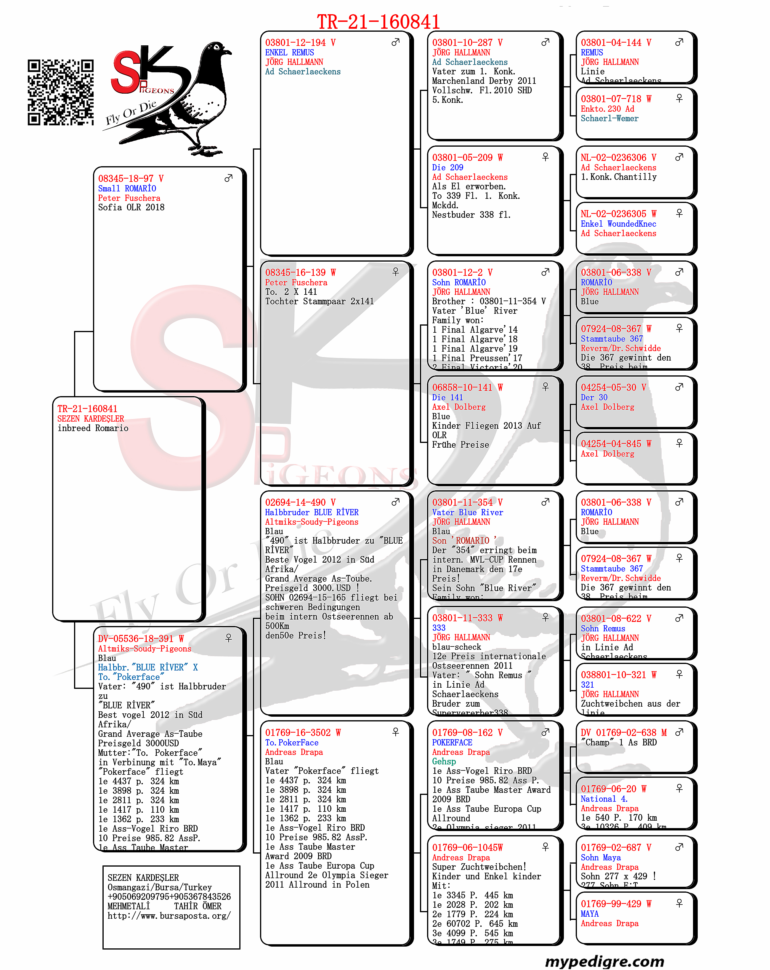 TR21-160841 ERKEK / INBREED ROMARIO