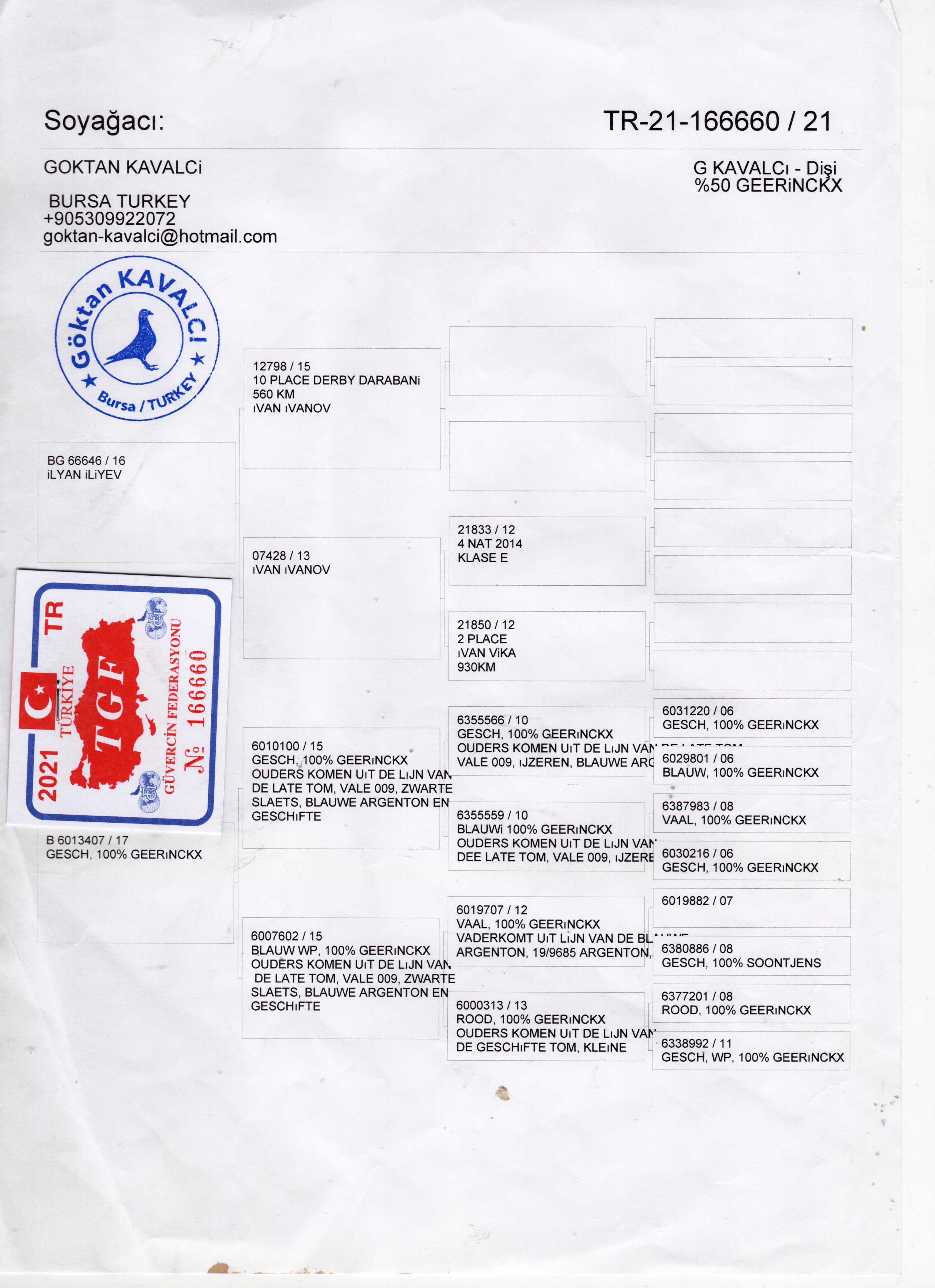 TR21-166660 DİŞİ / GEERİNCKX / ILYAN ILIYEV