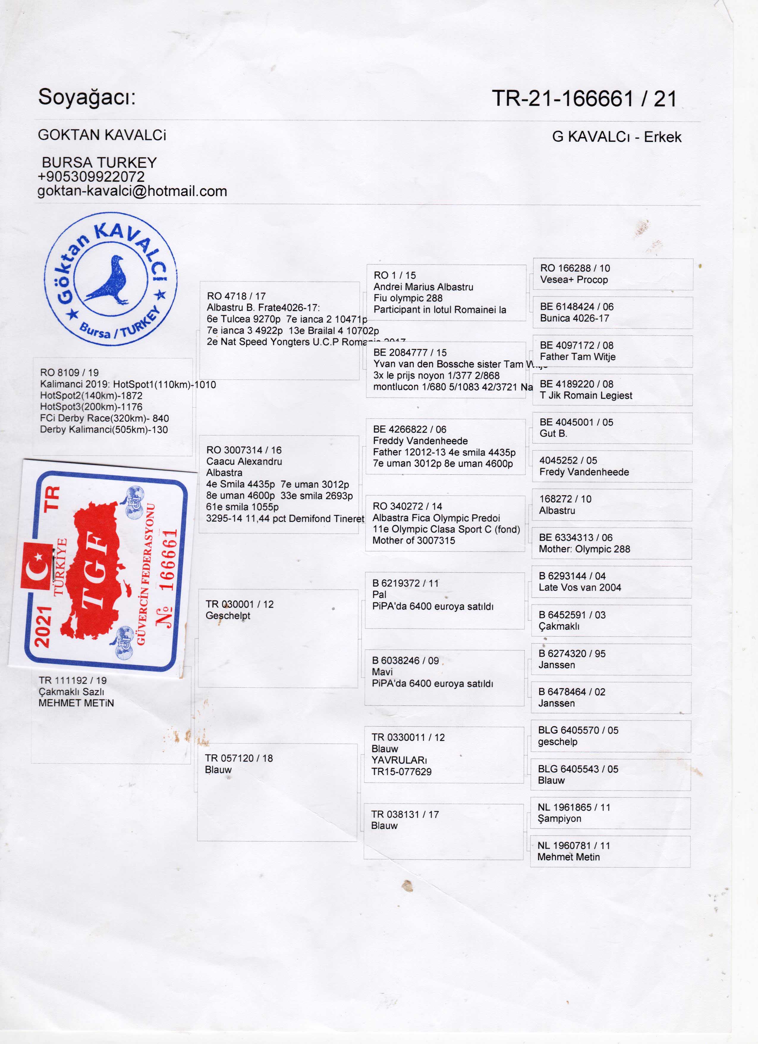 TR21-166661 DİŞİ / BABASI KALİMANCİ FİNAL 505KM  130. ANNESİ JANSSEN