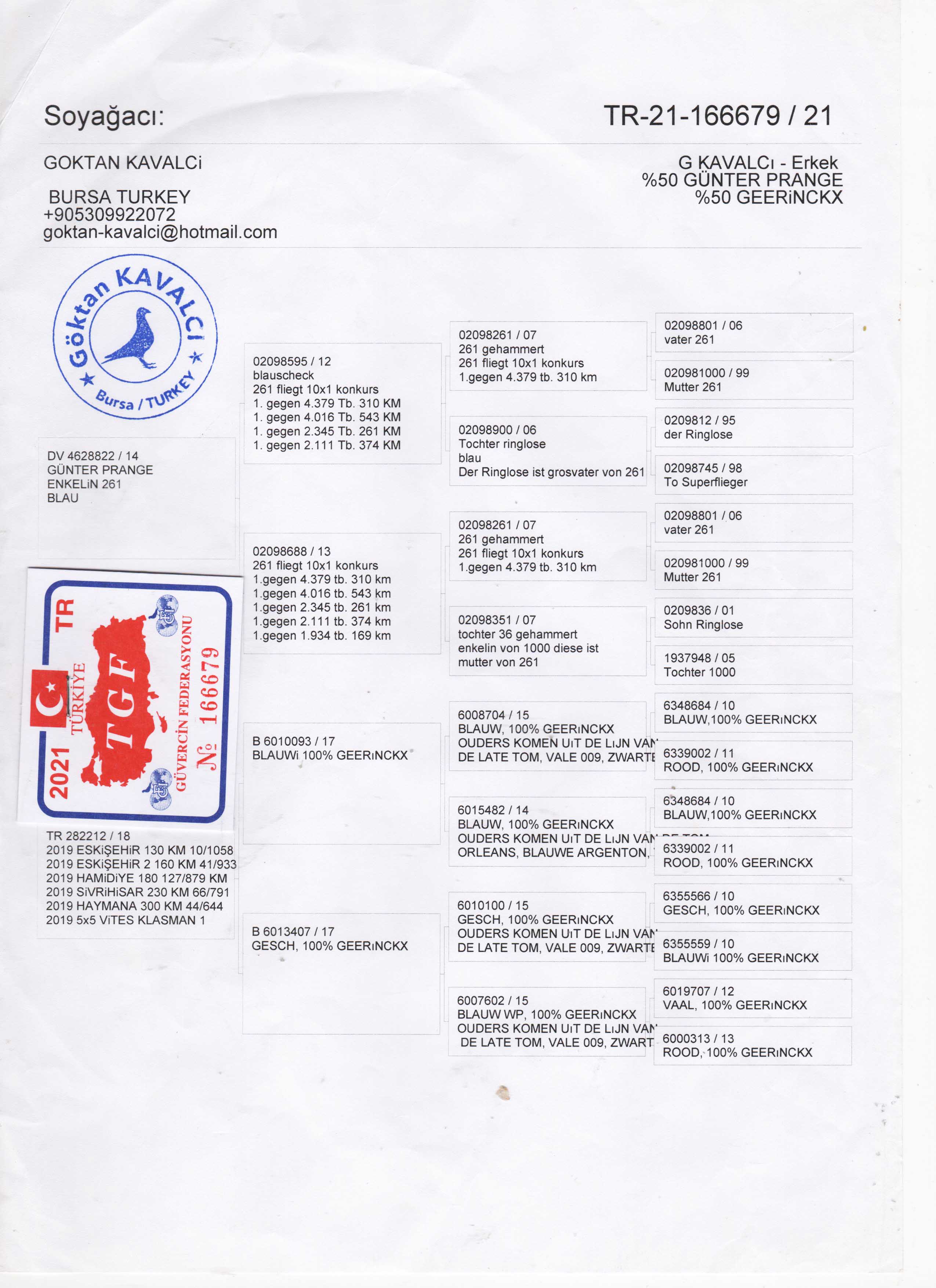 TR21-166679 DİŞİ / GUNTER PRANGE - GEERINCKX 