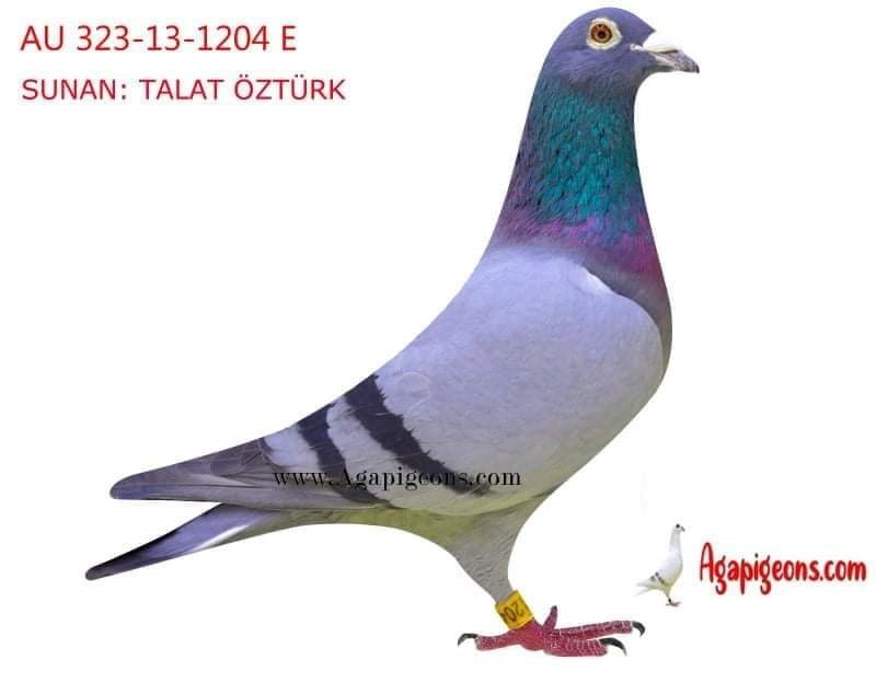 TR21-245620  / HADI YAGMURLU 1 . FİNAL 477 KM   -  ALTIN KEMER KAZANDI 