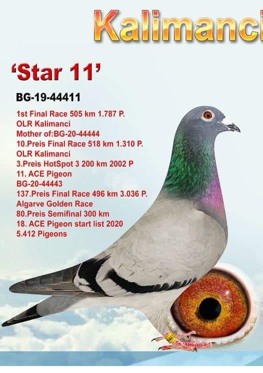 TR21-249653 DİŞİ / ANNESİ EDİP SHABAN KALİMANSİ ŞAMPİYON KARDEŞİ BABASI INBREED ROMARIO