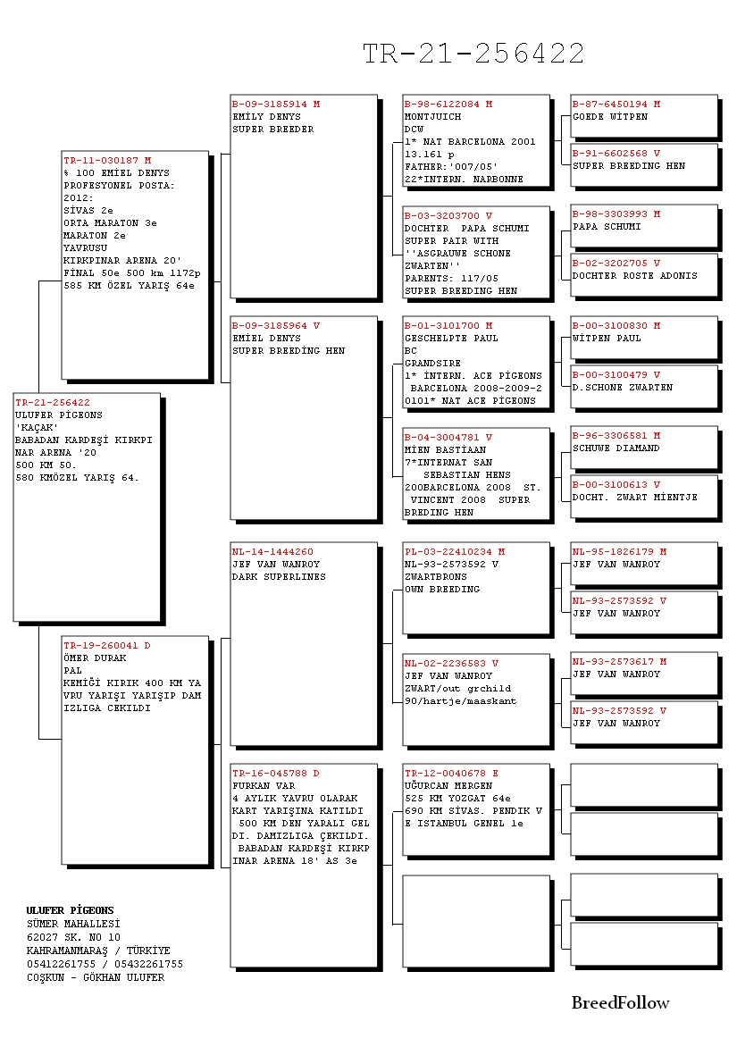 TR21-256422 / ULUFER PIGEONS 