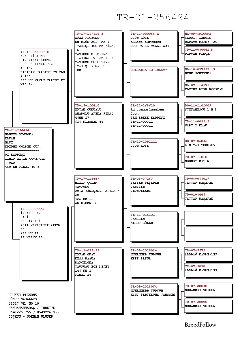 TR21-256494 / ULUFER PIGEONS &  UGUR ARAZ -  403. FİNAL 477 KM