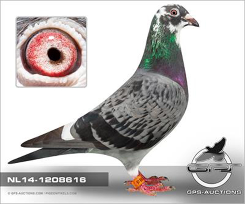 TR21-301787 ERKEK / FIRAT ARAS & FIGO MEHMET - INBREED POKERFACE & HARRY 
