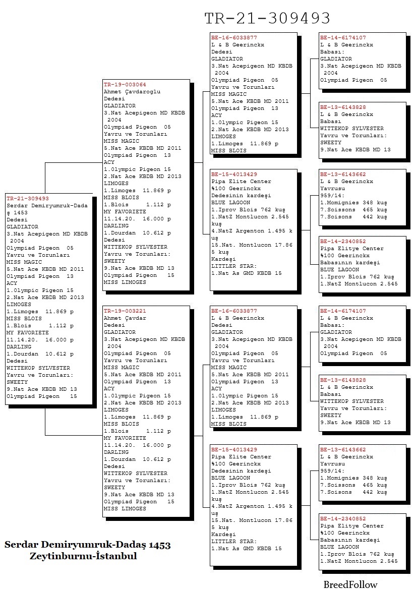 TR21-309493 ERKEK / GEERINKX % 100